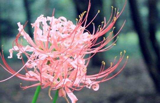 关于彼岸花个性签名最新精选2018 彼岸花花语个性签名大全_QQ签名